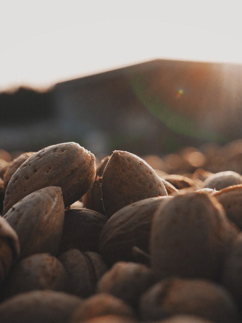 Filippo Cea. A very special almond from Toritto, Apulia - Feast Italy