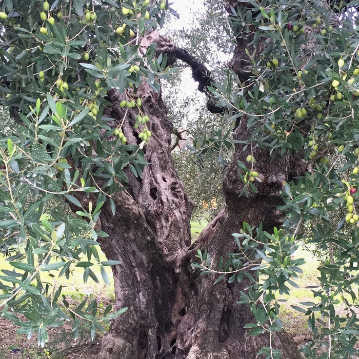 Olive Trees. Myths & Stories. - Feast Italy