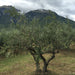 Tenuta Sant'Ilario Black Olive Tortiglione Extra Virgin Olive Oil 400ml Feast Italy